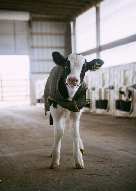 Hosting Events on Your Miniature Farm